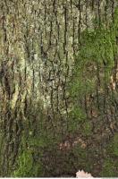tree bark mossy 0004